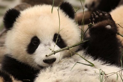 URSID - BEAR - GIANT PANDA - YA'AN PANDA RESERVE - SICHUAN CHINA (44).JPG