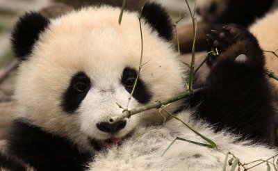 URSID - BEAR - GIANT PANDA - YA'AN PANDA RESERVE - SICHUAN CHINA (45).JPG