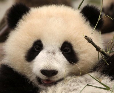 URSID - BEAR - GIANT PANDA - YA'AN PANDA RESERVE - SICHUAN CHINA (47).JPG