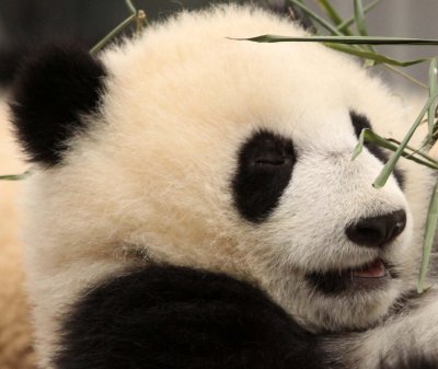 URSID - BEAR - GIANT PANDA - YA'AN PANDA RESERVE - SICHUAN CHINA (49).JPG
