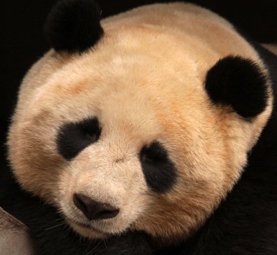 URSID - BEAR - GIANT PANDA - YA'AN PANDA RESERVE - SICHUAN CHINA (5).JPG