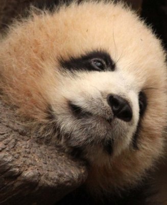 URSID - BEAR - GIANT PANDA - YA'AN PANDA RESERVE - SICHUAN CHINA (52).JPG
