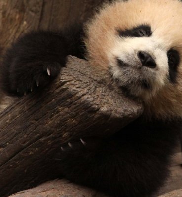 URSID - BEAR - GIANT PANDA - YA'AN PANDA RESERVE - SICHUAN CHINA (53).JPG