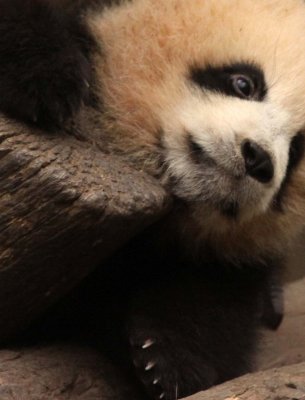 URSID - BEAR - GIANT PANDA - YA'AN PANDA RESERVE - SICHUAN CHINA (54).JPG