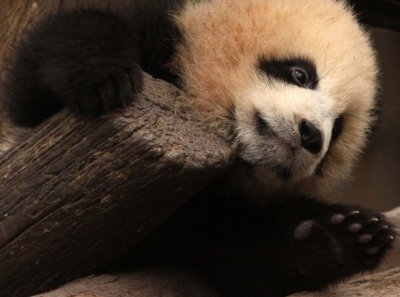 URSID - BEAR - GIANT PANDA - YA'AN PANDA RESERVE - SICHUAN CHINA (55).JPG