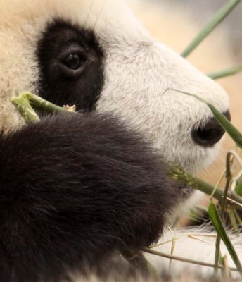 URSID - BEAR - GIANT PANDA - YA'AN PANDA RESERVE - SICHUAN CHINA (56).JPG