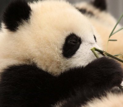 URSID - BEAR - GIANT PANDA - YA'AN PANDA RESERVE - SICHUAN CHINA (58).JPG