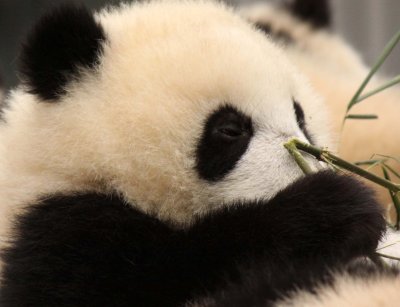 URSID - BEAR - GIANT PANDA - YA'AN PANDA RESERVE - SICHUAN CHINA (59).JPG