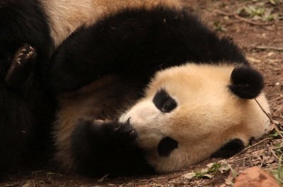 URSID - BEAR - GIANT PANDA - YA'AN PANDA RESERVE - SICHUAN CHINA (6).JPG