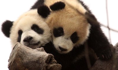 URSID - BEAR - GIANT PANDA - YA'AN PANDA RESERVE - SICHUAN CHINA (61).JPG