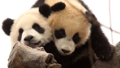 URSID - BEAR - GIANT PANDA - YAAN PANDA RESERVE - SICHUAN CHINA (63).JPG