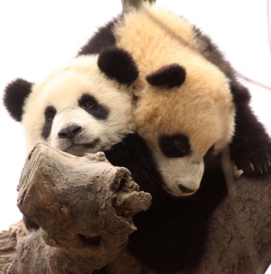URSID - BEAR - GIANT PANDA - YA'AN PANDA RESERVE - SICHUAN CHINA (65).JPG