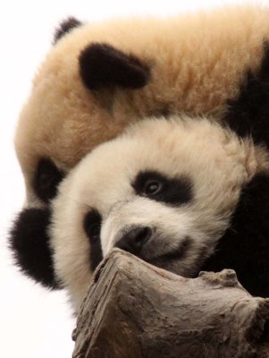 URSID - BEAR - GIANT PANDA - YA'AN PANDA RESERVE - SICHUAN CHINA (67).JPG