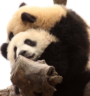 URSID - BEAR - GIANT PANDA - YA'AN PANDA RESERVE - SICHUAN CHINA (69).JPG