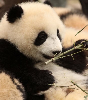 URSID - BEAR - GIANT PANDA - YA'AN PANDA RESERVE - SICHUAN CHINA (74).JPG