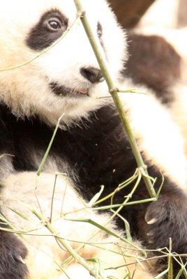 URSID - BEAR - GIANT PANDA - YA'AN PANDA RESERVE - SICHUAN CHINA (76).JPG
