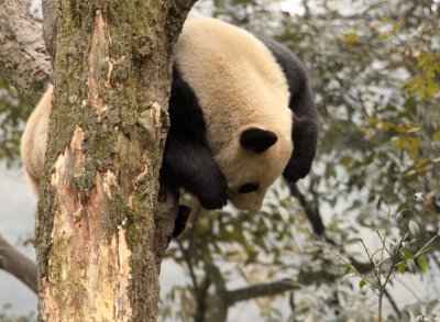 URSID - BEAR - GIANT PANDA - YA'AN PANDA RESERVE - SICHUAN CHINA (86).JPG