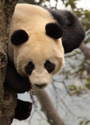 URSID - BEAR - GIANT PANDA - YAAN PANDA RESERVE - SICHUAN CHINA (88).JPG