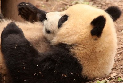 URSID - BEAR - GIANT PANDA - YA'AN PANDA RESERVE - SICHUAN CHINA (9).JPG