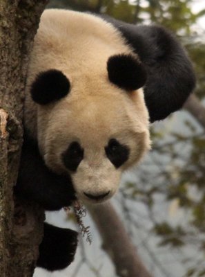 URSID - BEAR - GIANT PANDA - YA'AN PANDA RESERVE - SICHUAN CHINA (90).JPG