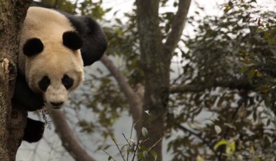 URSID - BEAR - GIANT PANDA - YA'AN PANDA RESERVE - SICHUAN CHINA (91).JPG