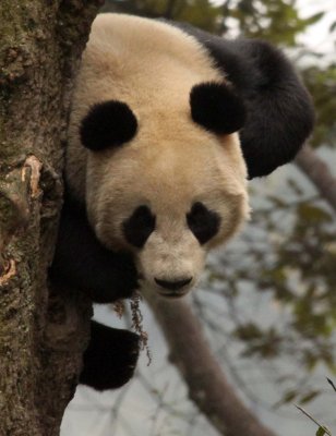 URSID - BEAR - GIANT PANDA - YA'AN PANDA RESERVE - SICHUAN CHINA (92).JPG