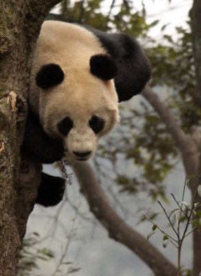URSID - BEAR - GIANT PANDA - YA'AN PANDA RESERVE - SICHUAN CHINA (93).JPG