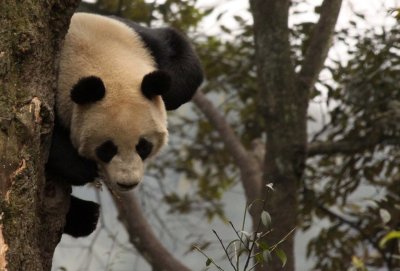 URSID - BEAR - GIANT PANDA - YA'AN PANDA RESERVE - SICHUAN CHINA (96).JPG