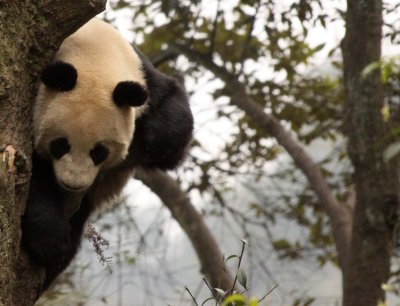 URSID - BEAR - GIANT PANDA - YA'AN PANDA RESERVE - SICHUAN CHINA (97).JPG