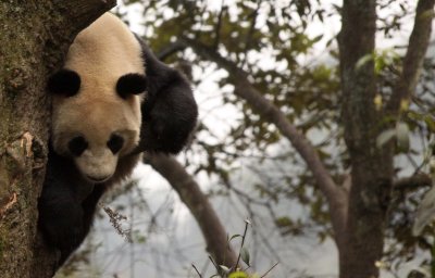 URSID - BEAR - GIANT PANDA - YA'AN PANDA RESERVE - SICHUAN CHINA (98).JPG