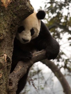 URSID - BEAR - GIANT PANDA - YA'AN PANDA RESERVE - SICHUAN CHINA (99).JPG