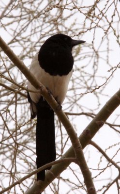 BIRD - MAGPIE - BLACK-BILLED MAGPIE - KULUN QI, INNER MONGOLIA (1).JPG
