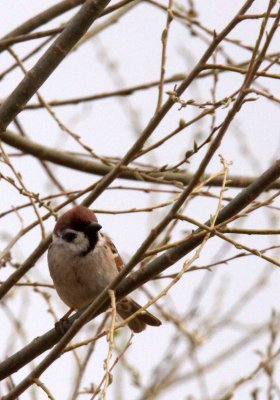 BIRD - SPARROW - EURASIAN TREE SPARROW - KULUN QI, INNER MONGOLIA (4).JPG