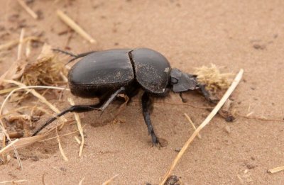 COLEOPTERA - SCARABEUS SACER - KULUN QI, INNER MONGOLIA (12).JPG