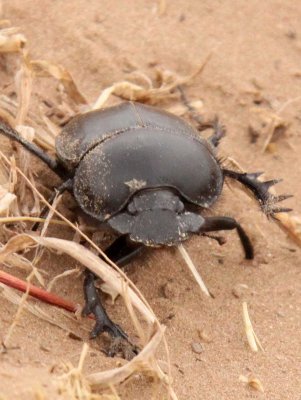 COLEOPTERA - SCARABEUS SACER - KULUN QI, INNER MONGOLIA (18).JPG