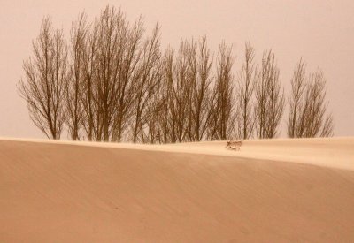 KULUN QI, INNER MONGOLIA - DUNE WALK IN THE GOBI DESERT EDGE (58).JPG
