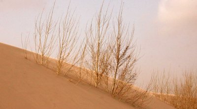 KULUN QI, INNER MONGOLIA - DUNE WALK IN THE GOBI DESERT EDGE (88).JPG