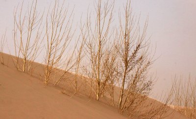 KULUN QI, INNER MONGOLIA - DUNE WALK IN THE GOBI DESERT EDGE (91).JPG