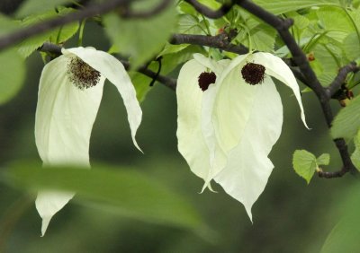 DOVE TREE - DAVIDIA INVOLUCRATA - WAWU SHAN MOUNTAIN SICHUAN CHINA (10).JPG