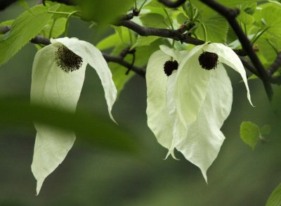 DOVE TREE - DAVIDIA INVOLUCRATA - WAWU SHAN MOUNTAIN SICHUAN CHINA (8).JPG