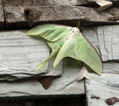 INVERT - LEPIDOPTERA - BIFENGXIA PANDA RESERVE - SICHUAN CHINA (1).JPG