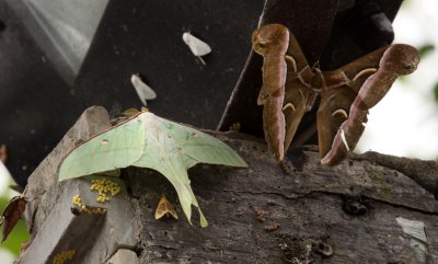 INVERT - LEPIDOPTERA - BIFENGXIA PANDA RESERVE - SICHUAN CHINA (6).JPG