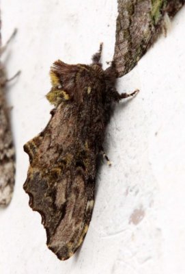 INVERT - LEPIDOPTERA - MOTH SPECIES - WAWU MOUNTAIN SICHUAN CHINA (12).JPG