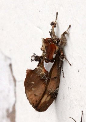 INVERT - LEPIDOPTERA - MOTH SPECIES - WAWU MOUNTAIN SICHUAN CHINA (9).JPG