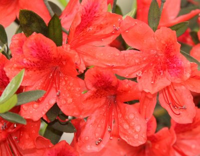 RHODODENDRON SPECIES - SICHUAN CHINA (1).JPG