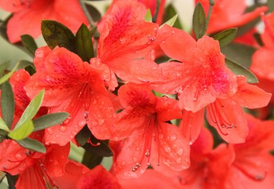 RHODODENDRON SPECIES - SICHUAN CHINA (2).JPG