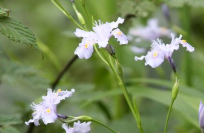 WAWU SHAN - IRIS SPECIES - SICHUAN CHINA (1).JPG