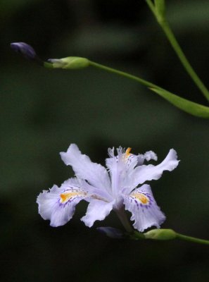 WAWU SHAN - IRIS SPECIES - SICHUAN CHINA (2).JPG