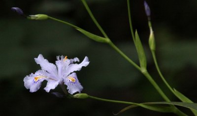 WAWU SHAN - IRIS SPECIES - SICHUAN CHINA - CHINA ALIVE 2011 (54).JPG