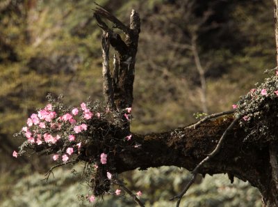 WAWU SHAN - RHODENDRON SPECIES - SICHUAN CHINA - CHINA ALIVE 2011 (1).JPG